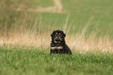 DOGUE DU TIBET 365